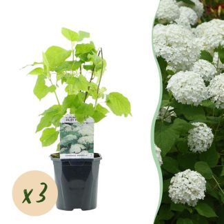 3 Pièces d'Hydrangea arborescens 'Annabelle' Blanc