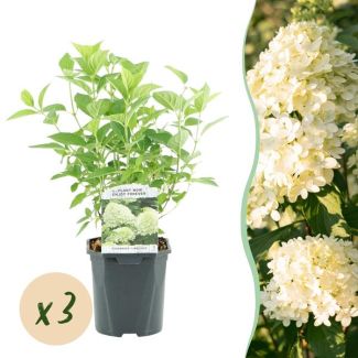 3 pièces d'Hydrangea paniculata Vert - Crème - Rose pâle