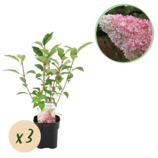 3 Pièces Hortensia Paniculée Blanc - Rose