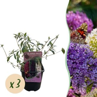 3 pièces Buddleja Rose - Blanc - Violet