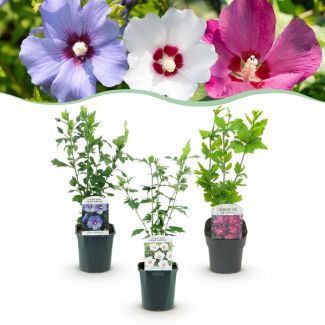 3 pièces Althéa 3 couleurs mix Rose - Blanc - Bleu