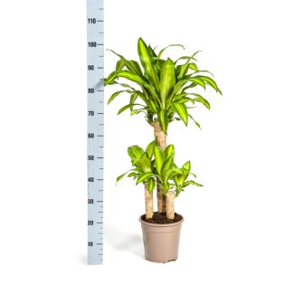 Dracaena Fragrans Massangeana avec panier Ø21 cm - H 90 - 110 cm