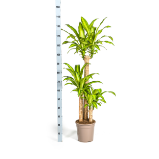 Dracaena fragrans 'Massangeana' avec panier Ø24 cm – ↕130–150 cm