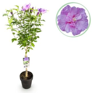 Althéa sur tige Lavande/Purple