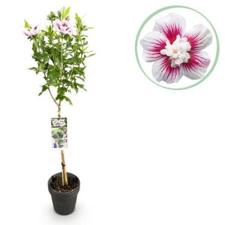 Althéa sur tige Blanc avec rose