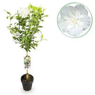 Althéa sur tige blanche