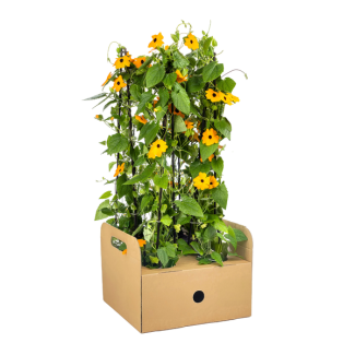 Suzanne aux beaux yeux Sunny Susy Orange - Ensemble de 4 pièces - Ø13 cm - ↕60 cm Thunbergia alata Sunny Susy Nouvelle Orange