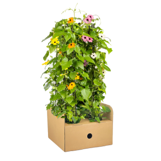 Mélange Sunny Susy de Suzanne aux beaux yeux - Ensemble de 4 pièces de différentes couleurs - Ø13 cm - ↕60 cm Thunbergia alata Sunny Susy mix