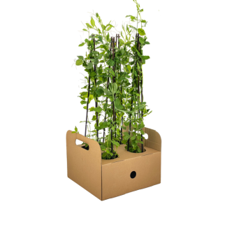 4 Pièces Plantes Grimpantes Annuelles, Pois de Senteur, Fleurs en Teintes Blanc, Rose, Violet, Rouge, Lathyrus odoratus Ø13 cm - ↕60 cm