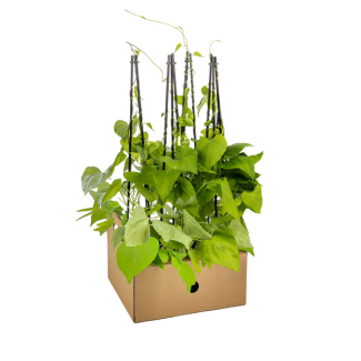 4 Pièces de Liseron, Ipomoea, Plante Grimpante Annuelle avec Fleurs Bleu vif, Ipomoea tricolor Heavenly Blue Ø13 cm - ↕60 cm