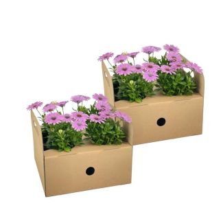8 Pièces Marguerite Africaine ou Marguerite de Cap, Couleur Rose, Plante Annuelle, Osteospermum ecklonis Rose Ø12 cm - ↕20 cm