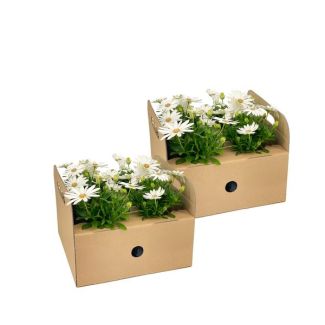 8 Pièces Marguerite africaine ou Marguerite de Cap, Couleur Blanche, Plante Annuelle, Osteospermum ecklonis Blanc Ø12 cm - ↕20 cm