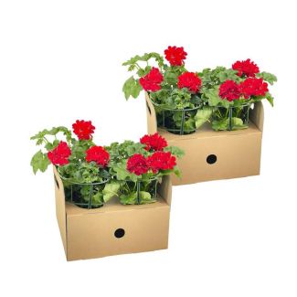 8 pièces de Géranium suspendu ou également appelé Géranium en colonne, Fleurs en ombelles, Couleur Rouge, Plante de terrasse, Balcons, Plante annuelle, Pelargonium peltatum Rot Ø12 cm - ↕20 cm