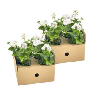 8 pièces de Géranium Suspendu ou également appelé Géranium Colonne, Fleurs en Ombre, Couleur Blanche, Plante de Terrasse, Balcons, Plante Annuelle, Pelargonium peltatum Blanc Ø12 cm - ↕20 cm