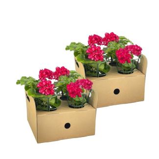 8 pièces de Géranium Suspendu ou également appelé Géranium Colonne, Fleurs en Ombre, Couleur Mexica Ruby, Plante de Terrasse, Balcons, Plante Annuelle, Pelargonium peltatum Mexica Ruby Ø12 cm - ↕20 cm