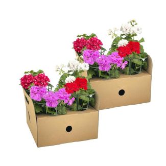 8 pièces de Géranium Suspendu ou également appelé Géranium Colonne, Belle Mixte de quatre couleurs Rouge, Blanc, Ruby Mexicain et Violet, Plante de Terrasse, Balcons, Plante Annuelle, Pelargonium peltatum Mix Ø12 cm - ↕20 cm