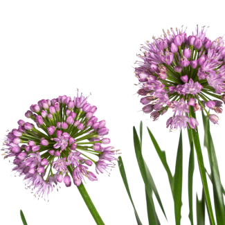 Plante de jardin à faible croissance Allium Senescens Millenium - Fleurs roses - environ 55 cm de hauteur