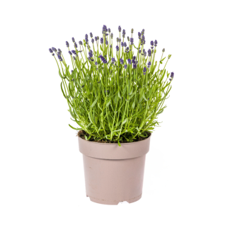 Lavande, Épis de fleurs violettes, Plante vivace, Ambiance méditerranéenne, Lavandula angustifolia Ø19cm - ↕40 - 50cm