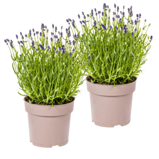 2 pièces de Lavande, Épis de Fleurs Violettes, Plante Vivace, Ambiance Méditerranéenne, Lavandula Angustifolia Ø19cm - ↕40 - 50cm