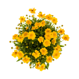Plante de jardin Yeux de Fille ↕50 - 60cm, Plante vivace Coreopsis Grandiflora