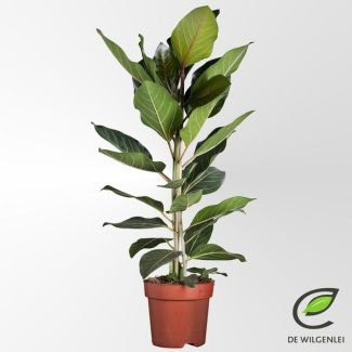 Figuier Benghalensis Joy purificateur d'air - Ficus de 90 cm de hauteur Ø21cm