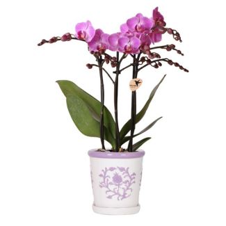 Orchidée Papillon dans Pot Décoratif Lila Malaga