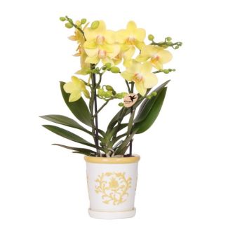 Orchidée Papillon dans Pot Décoratif Jaune Malaga