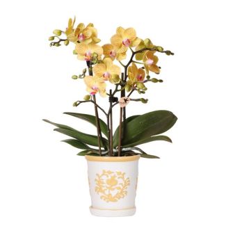 Orchidée Papillon Lima dans Pot Décoratif Malaga Orange Clair