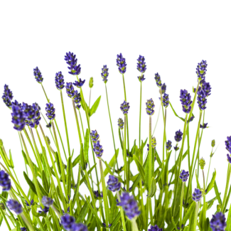 4 pièces de Lavande, Épis de fleurs violettes, Plante vivace, Ambiance méditerranéenne, Lavandula angustifolia Ø19cm - ↕40 - 50cm