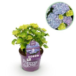 Hortensia Bleue 5 à 7 Fleurs