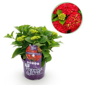 Hortensia Rose/Rouge 5 à 7 Fleurs