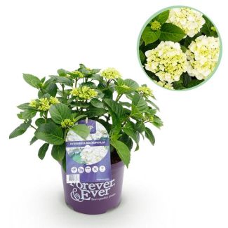 Hortensia Blanche 5 à 7 Fleurs