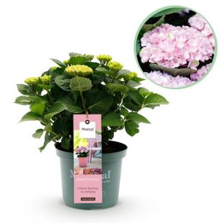 Hortensia Rose 5 à 7 Fleurs
