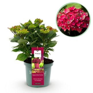 Hortensia Rose/Rouge 5 à 7 Fleurs