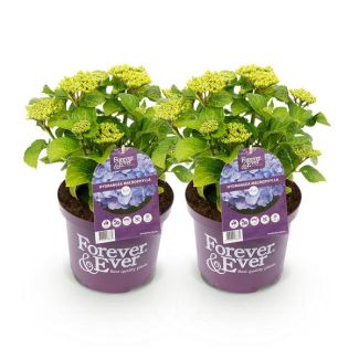 2 Pièces Hortensia Bleu 5 à 7 Fleurs