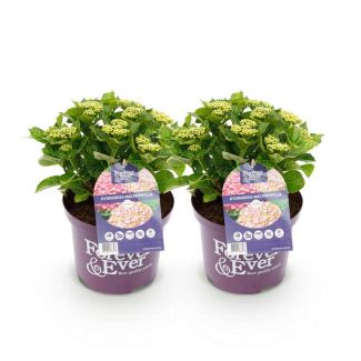2 Pièces Hortensia Rose 5 à 7 Fleurs