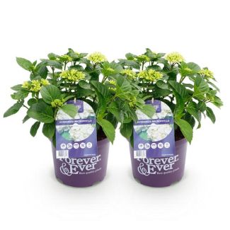 2 Pièces Hortensia Blanc 5 à 7 Fleurs