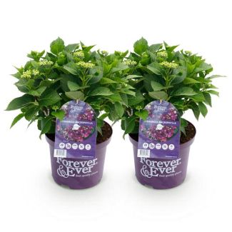 2 Pièces Hortensia Violet 5-7 Fleurs