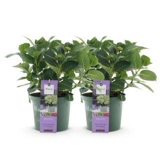 2 Pièces Hortensia Bleu 5 à 7 Fleurs