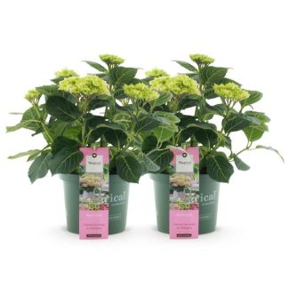2 Pièces Hortensia Rose 5 à 7 Fleurs