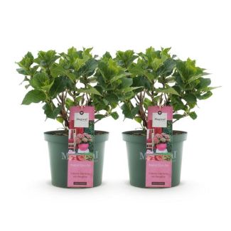 2 Pièces Hortensia Vert à Rose Pâle 5 à 7 Fleurs