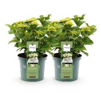 2 Pièces Hortensia Blanc 5 à 7 Fleurs