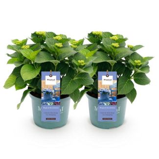 2 Pièces Hortensia Bleu 5 à 7 Fleurs