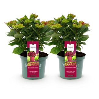 2 Pièces Hortensia Rose/Rouge 5 à 7 Fleurs