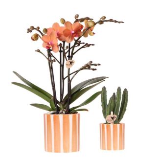Orchidée Papillon Bolzano + succulente dans pot décoratif Stripe