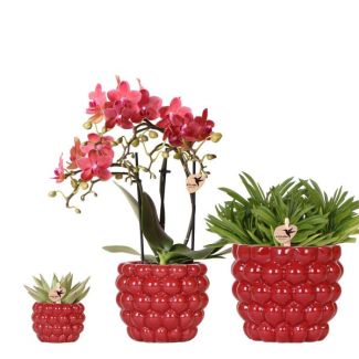 Orchidée Papillon Congo + Succulentes dans un Pot Décoratif Berry