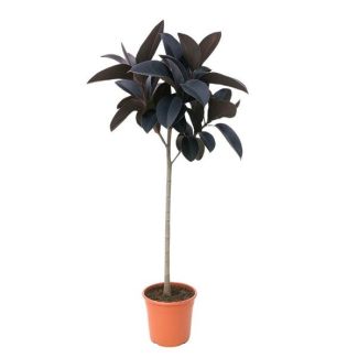 Plante à tronc unique Ficus Abidjan 130 cm - Caoutchouc