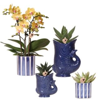 Orchidée Papillon Lima + Succulentes dans des Pots Décoratifs en Céramique
