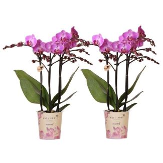 2 Pièces d'Orchidées Papillon Vienna