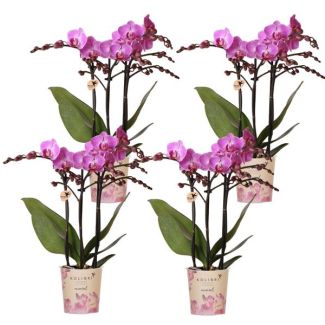 4 Pièces d'Orchidées Papillon Vienna